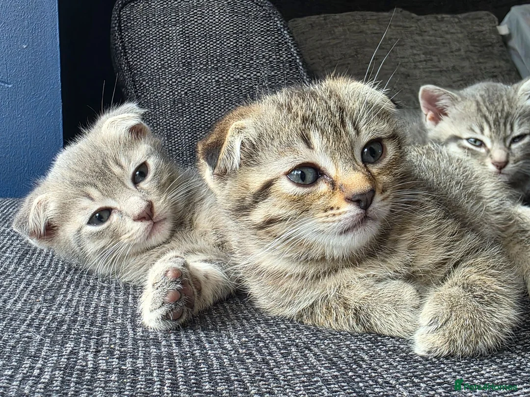 Scottish Fold cats for sale: *READY SOON* Beautiful Grey Scottish Fold Kittens - Advert 1
