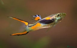 Live Bearers fish for sale: Guppies  - Image 3
