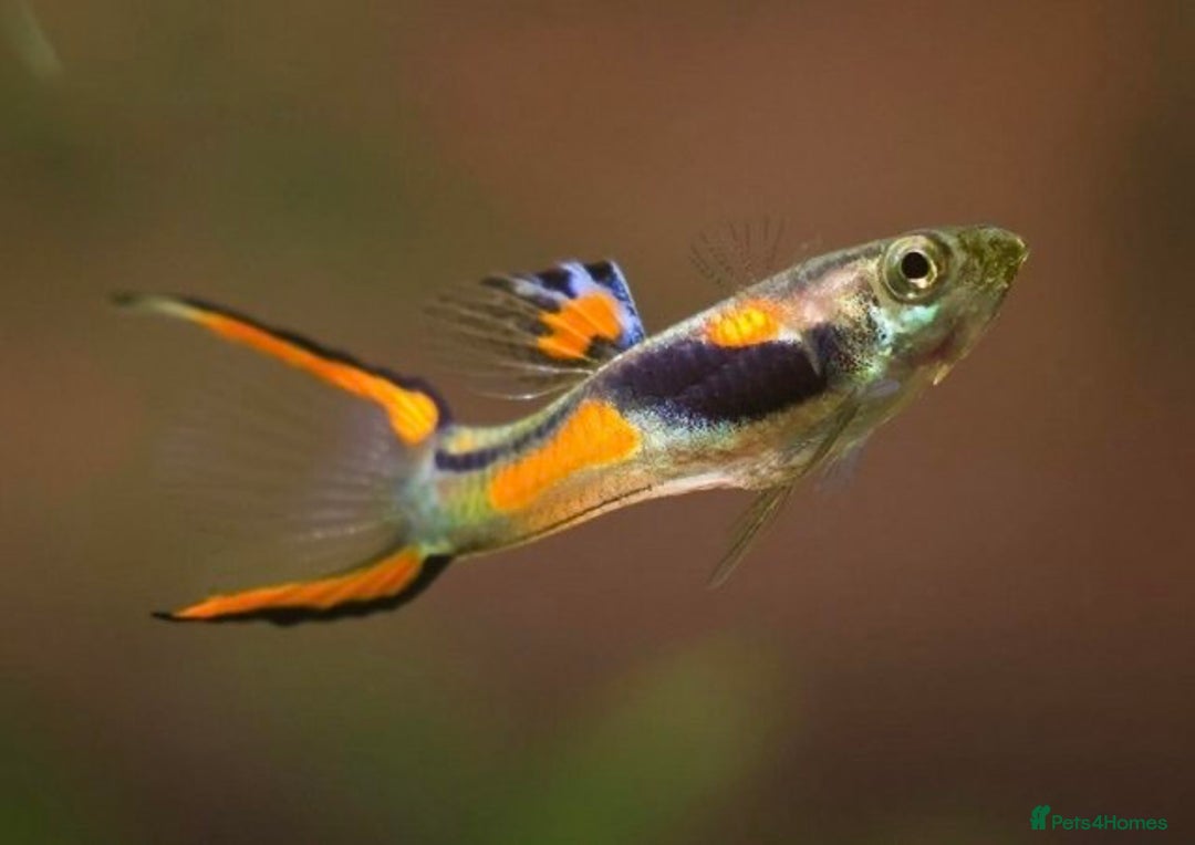 Live Bearers fish for sale: Guppies  - Image 3