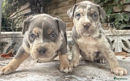 American Bully dogs for sale: Pocket bully puppies ready soon  - Image 11