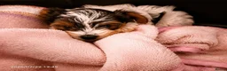 Biewer Terrier dogs for sale: Biewer Yorkshire Terrier Puppies 2 Girls, 2 Boys  - Advert 16