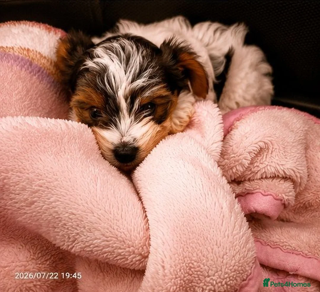Biewer Terrier dogs for sale: Biewer Yorkshire Terrier Puppies 2 Girls, 2 Boys  - Advert 16