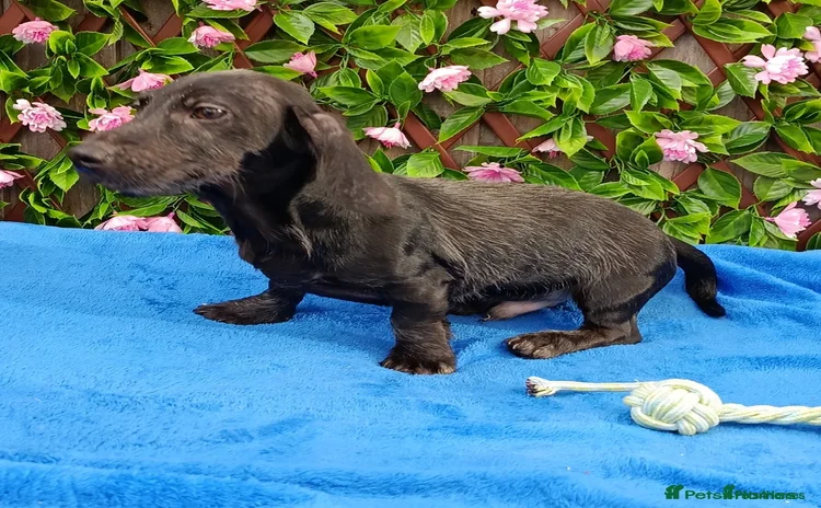 Dachshund dogs FULLY VAX MINIWIRE DAXI PRA CLR LAFORA CLEAR  - Advert 13