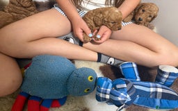 Labradoodle dogs for sale: Stunning miniature labradoodles  - Image 8