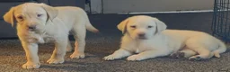 Labrador Retriever dogs for sale: Labrador puppies ready to leave  - Advert 3