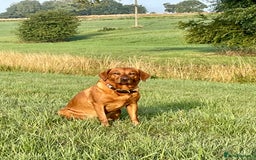 Labrador Retriever dogs for sale: Fox Red Labrador Puppies from Working Parents - Image 4