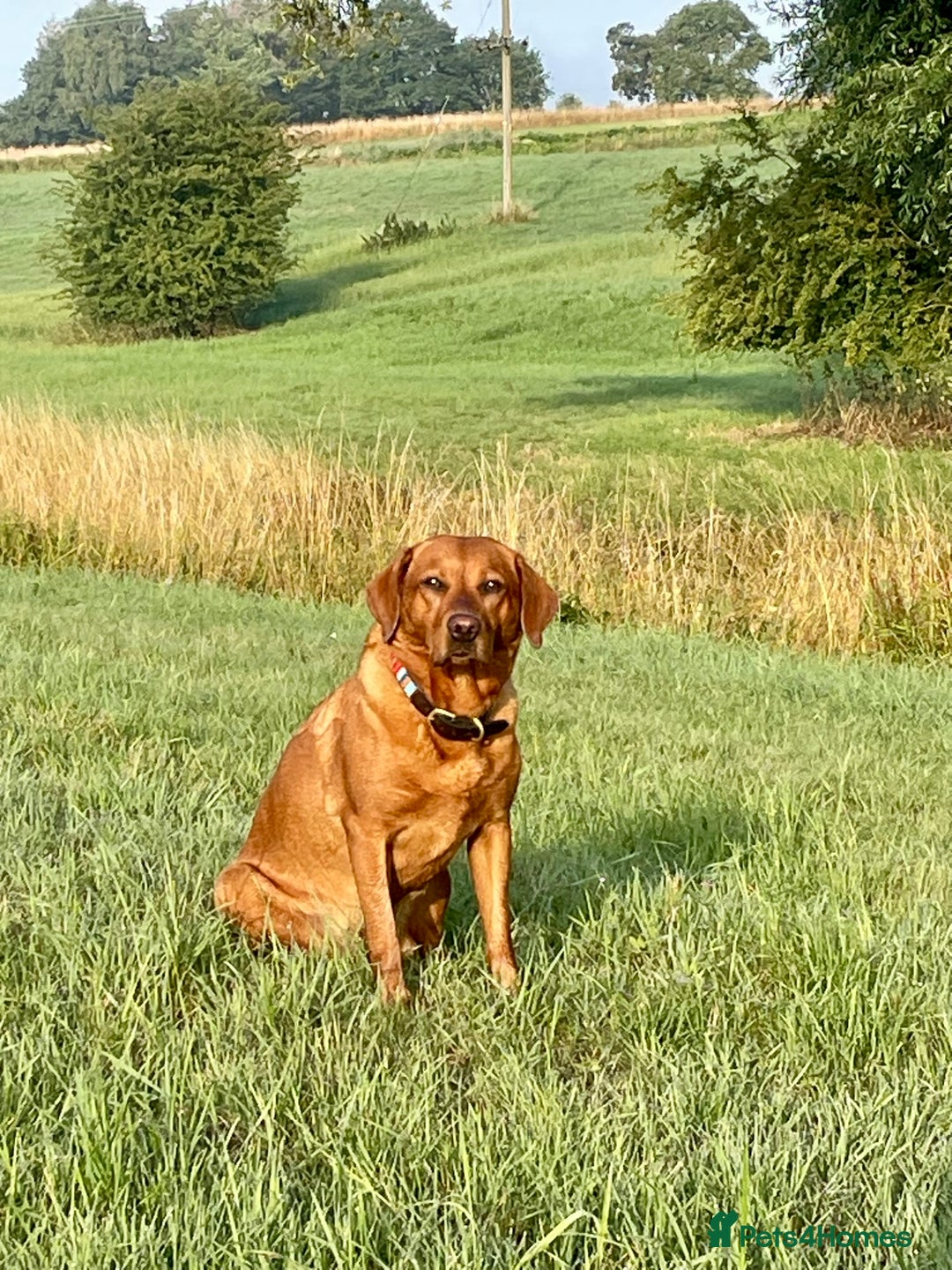 Labrador Retriever dogs for sale: Fox Red Labrador Puppies from Working Parents - Image 4
