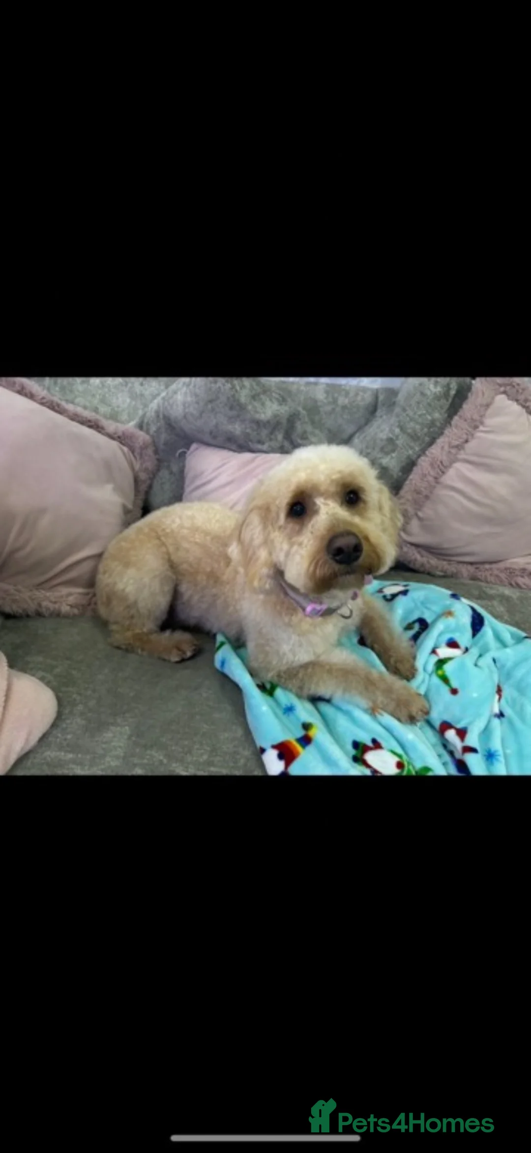 Labradoodle dogs for sale: Apricot labradoodle female F1B - Advert 6