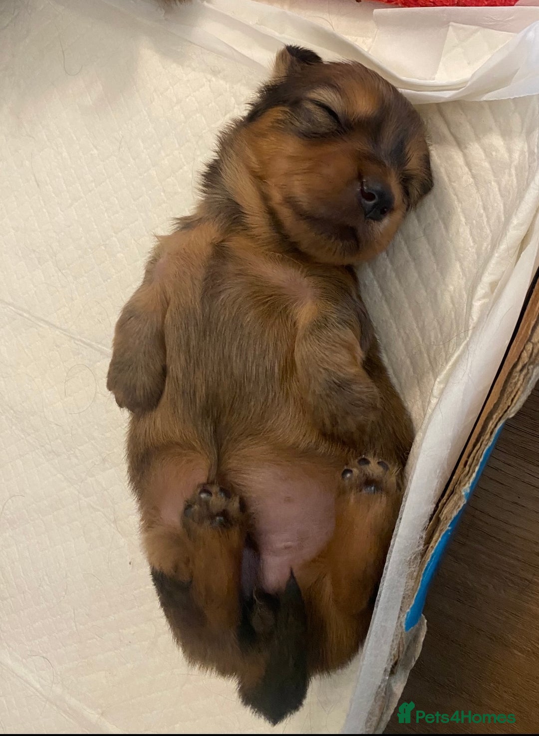 Miniature Dachshund dogs for sale: Gorgeous Long Haired Miniature Dachshund puppies!  - Image 7
