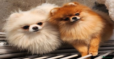 Pomeranian dogs - Advert 4