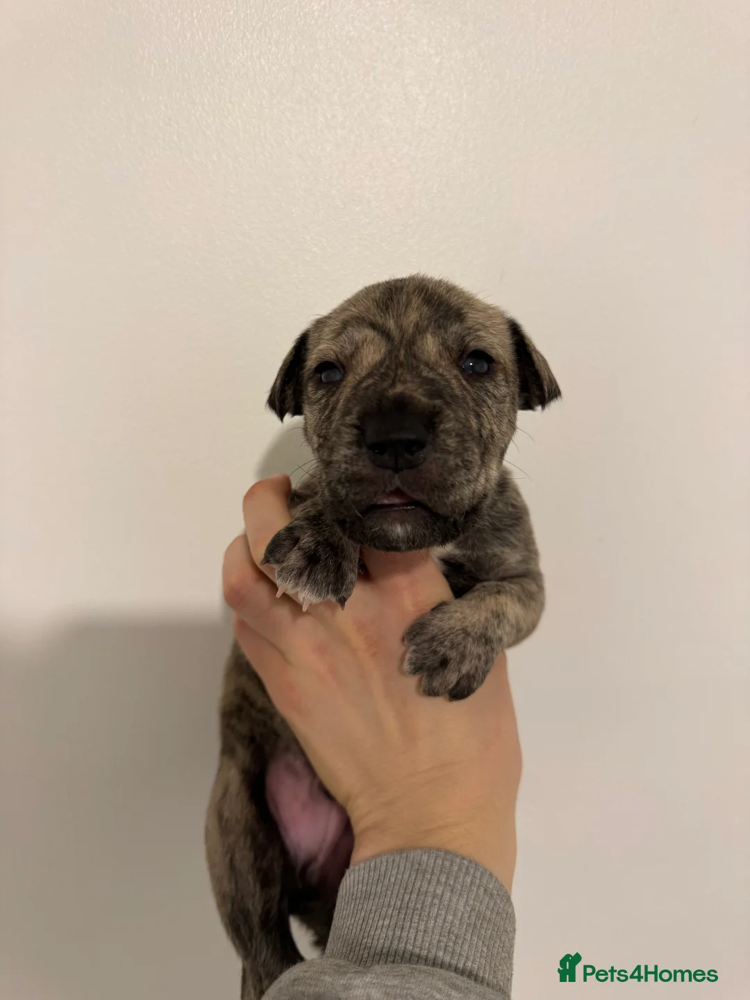 Mixed Breed dogs for sale: 4 mixed breed puppies for sale  - Advert 5