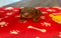 Miniature Dachshund dogs for sale: 5 playful miniature dachshund - Image 14