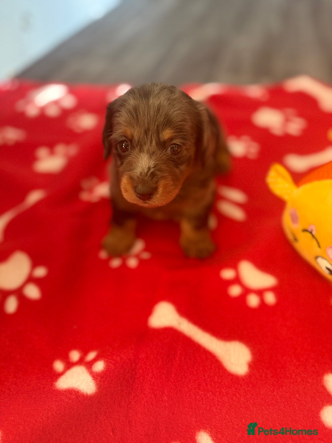 Miniature Dachshund dogs for sale: 5 playful miniature dachshund - Image 14
