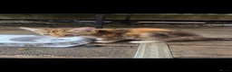 European cats for sale: Beautiful kittens  - Advert 9