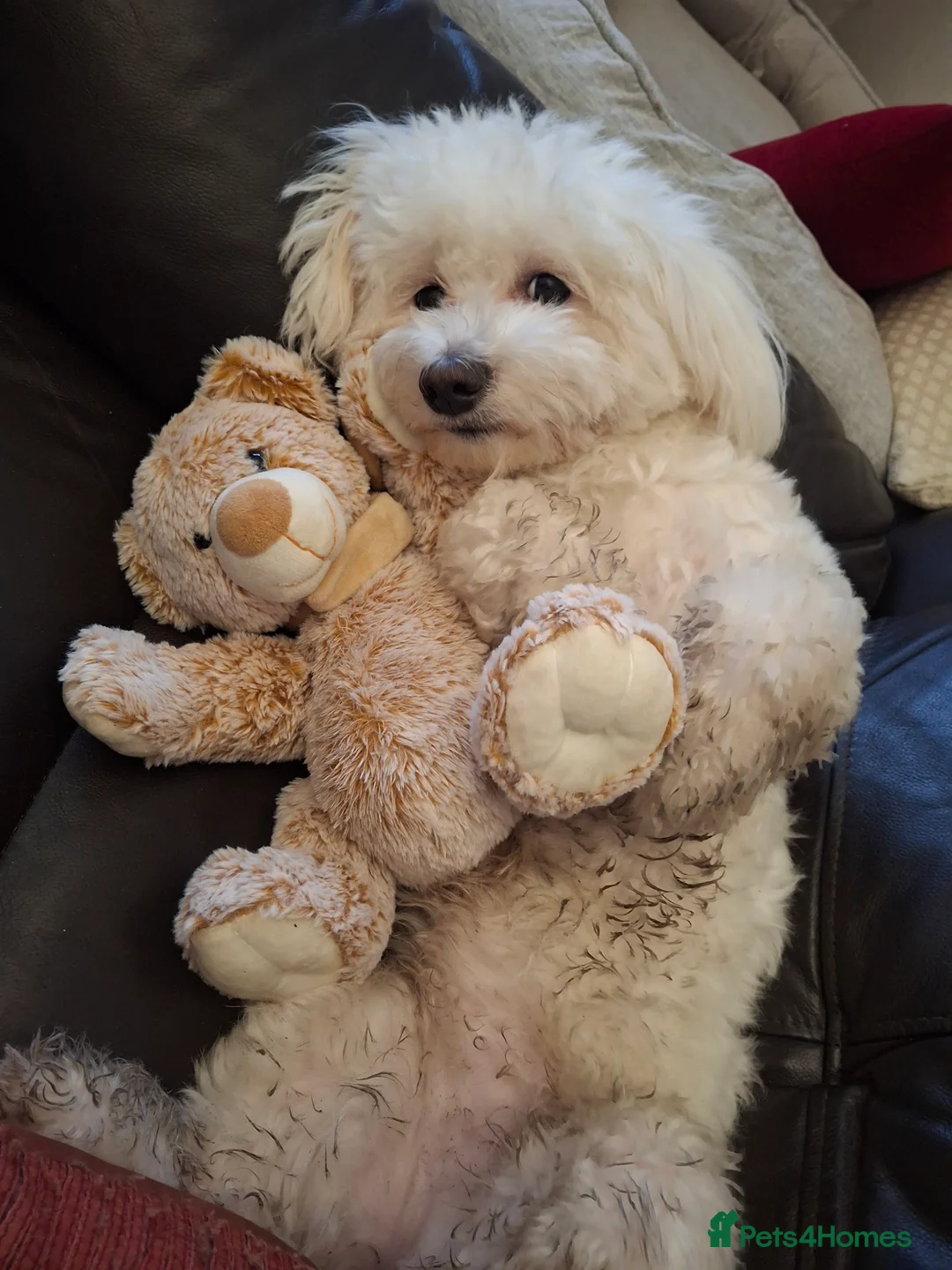 Maltese dogs for stud: Looking for stud for female maltese - Advert 2