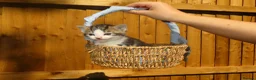 Mixed Breed cats for sale: Full ginger and mix litter kittens  - Advert 5