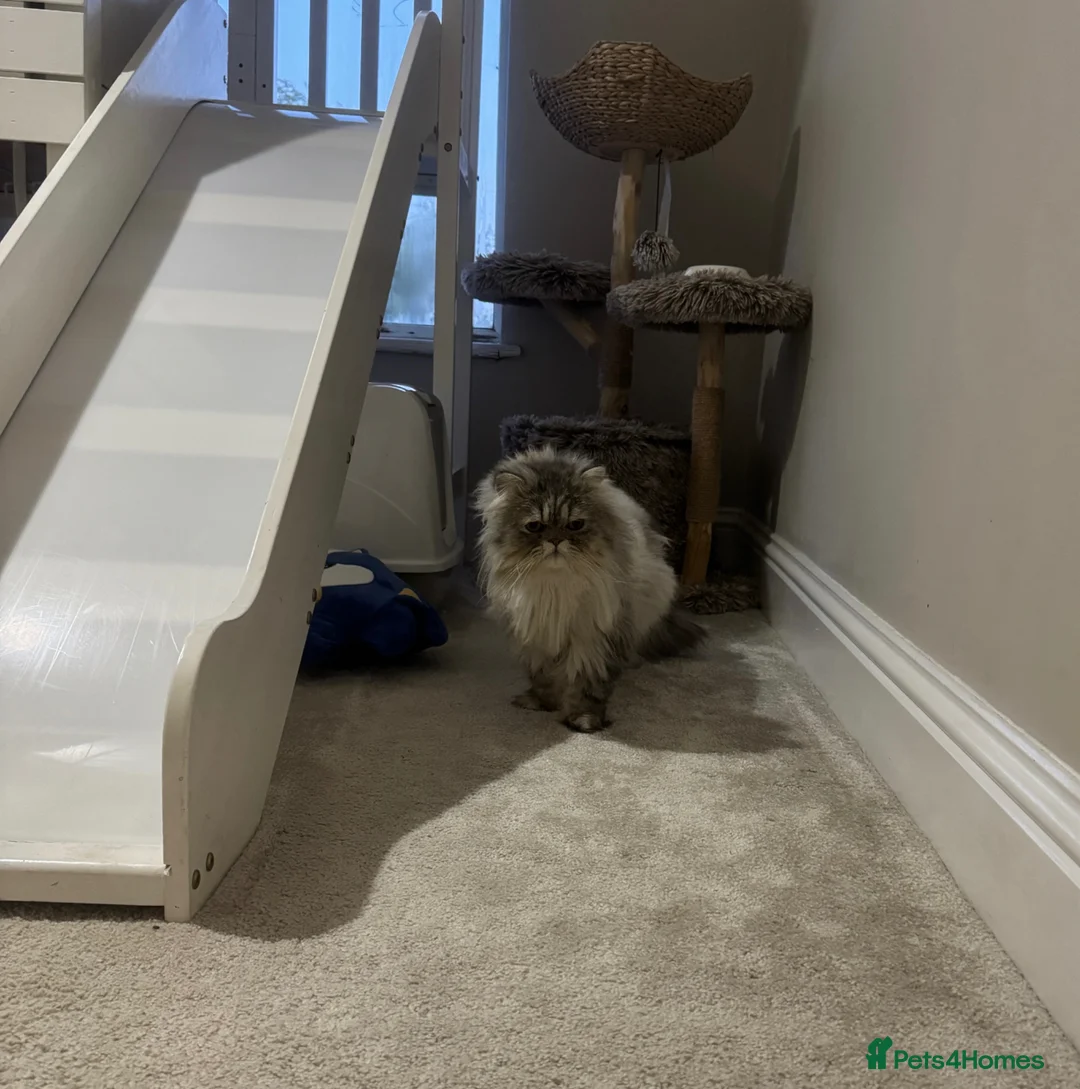 Persian cats for sale: Male silver doll face persian 11 months - Advert 7
