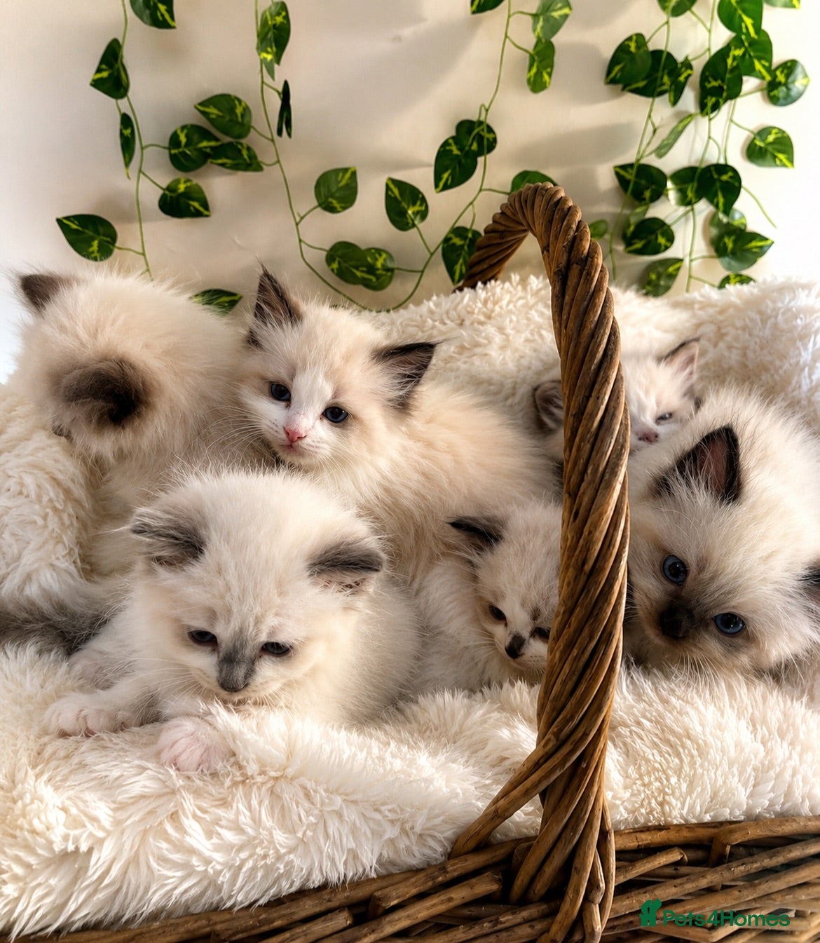 Ragdoll cats 💎 Stunning pedigree unique colour kittens   ✨💎 - Advert 3