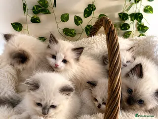 Ragdoll cats 💎 Stunning pedigree unique colour kittens ✨💎 - Advert 3