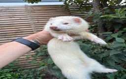 Ferret rodents for sale: Ferret kits for sale - Image 4