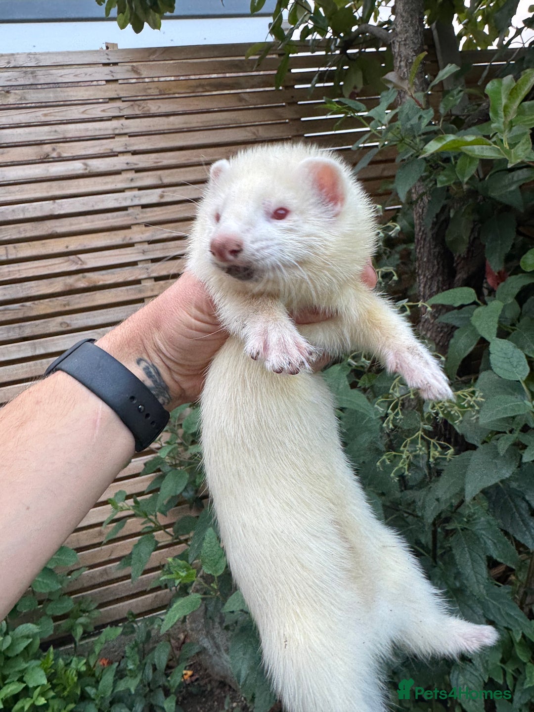 Ferret rodents for sale: Ferret kits for sale - Image 4