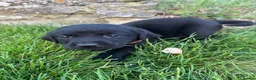 Labrador Retriever dogs for sale: Purebred Black Labrador - Advert 6