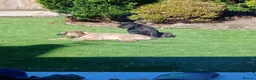 Mixed Breed dogs for sale: 2 loving young active dogs brother and sister  - Advert 2