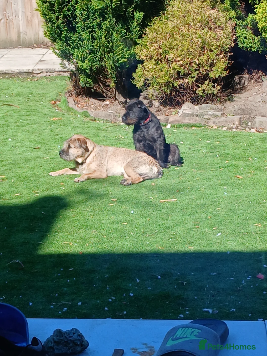 Mixed Breed dogs for sale: 2 loving young active dogs brother and sister  - Advert 2