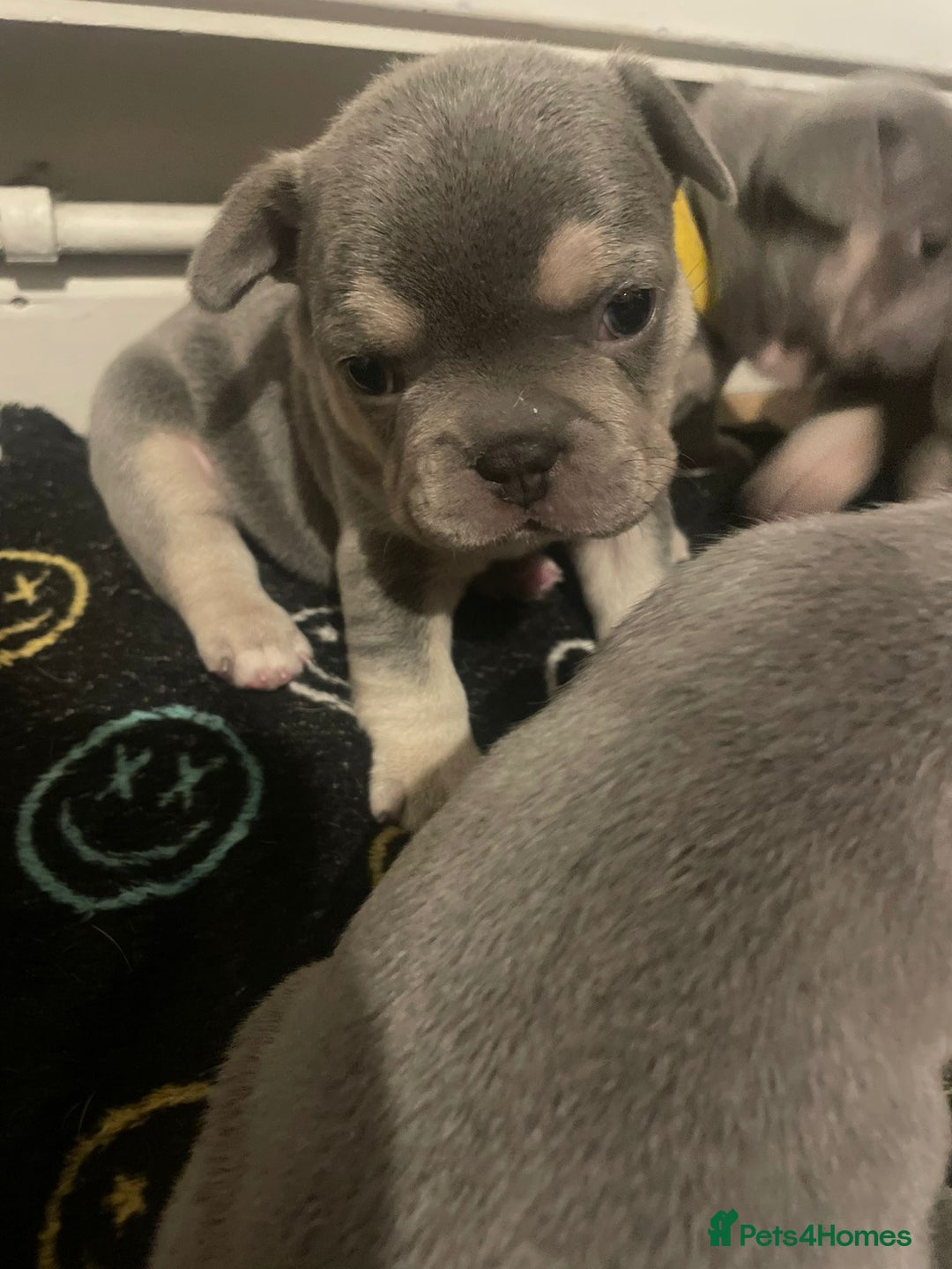 French Bulldog dogs for sale: French bulldogs - Image 3