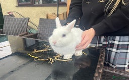 Netherland Dwarf rabbits for sale: Adult bunnies for sale - Image 2
