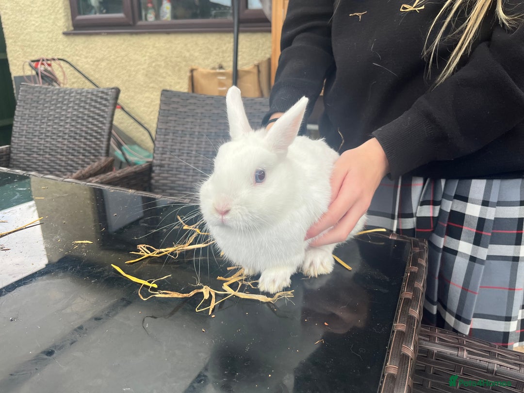 Netherland Dwarf rabbits for sale: Adult bunnies for sale - Image 2