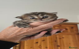 British Longhair cats for sale: 💙🩷 stunning British longhair 💙🩷 - Image 7