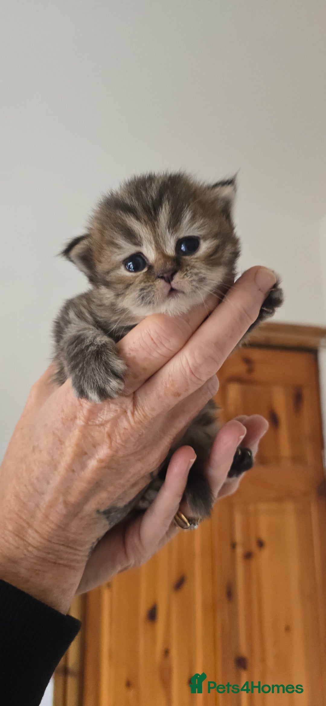 British Longhair cats for sale: 💙🩷 stunning British longhair 💙🩷 - Image 7