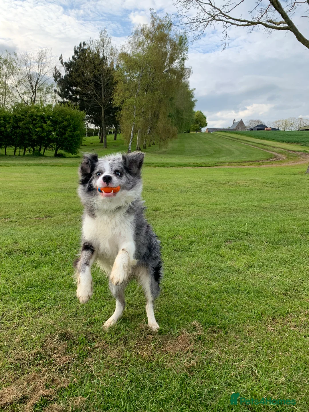 Border Collie dogs for sale: Margo🤍 in Wellingborough - Advert 2