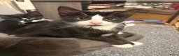 Mixed Breed cats for sale: Kittens  - Advert 5
