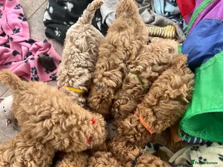 Cavapoochon dogs Cavapoochon puppies - Advert 2