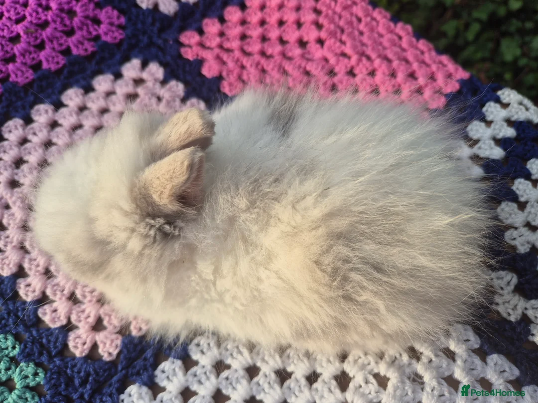 Angora rabbits for sale: 💓OUTSTANDING TEDDYDWERG, IMPORTED PARENTS💙  - Advert 11