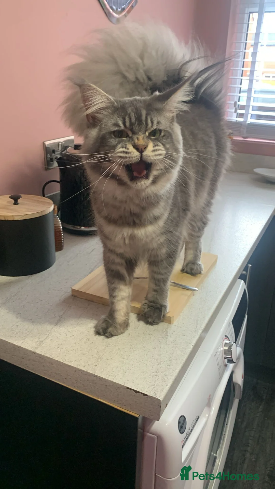 Maine Coon cats for sale: ACTIVE Blue Silver Tabby Stud Boy - Advert 2