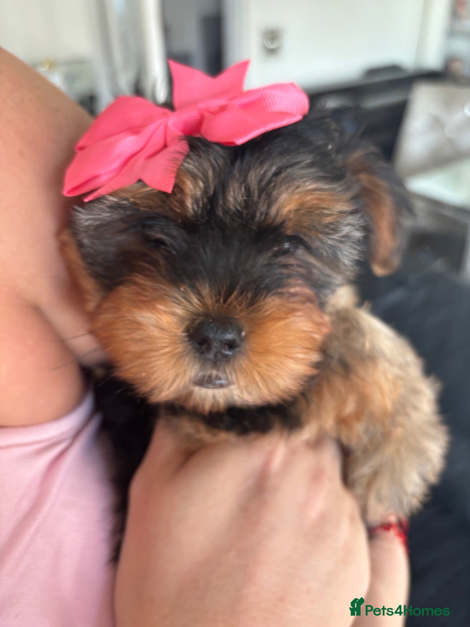 Yorkshire Terrier dogs L@@k 2 beautiful Yorkshire terrier puppies 4 sale - Advert 2