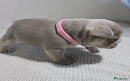 French Bulldog dogs for sale: Lilac and Tan, isabella, French bulldog puppies - Image 2