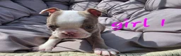Boston Terrier dogs for sale: Beautiful baby bostons  - Advert 17