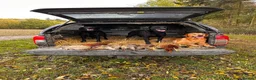 Labrador Retriever dogs for sale: Stunning KC registered Red & Black puppies - Advert 14