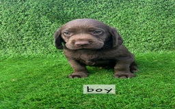 Cockerdor dogs for sale: READY NOW CHOCOLATE COCKERDORS - Image 7