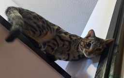 Bengal cats for sale: 2 Bengals Boy Brothers 11 Months Old - Advert 23