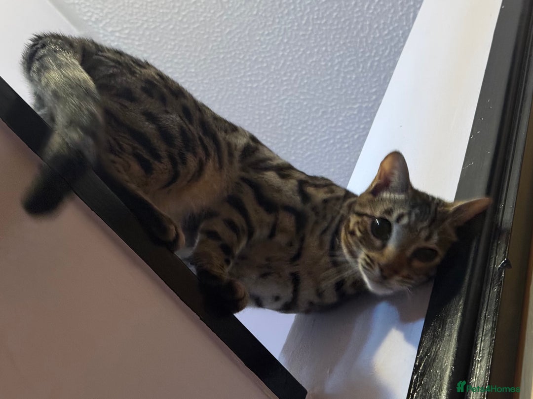 Bengal cats for sale: 2 Bengals Boy Brothers 11 Months Old - Advert 23