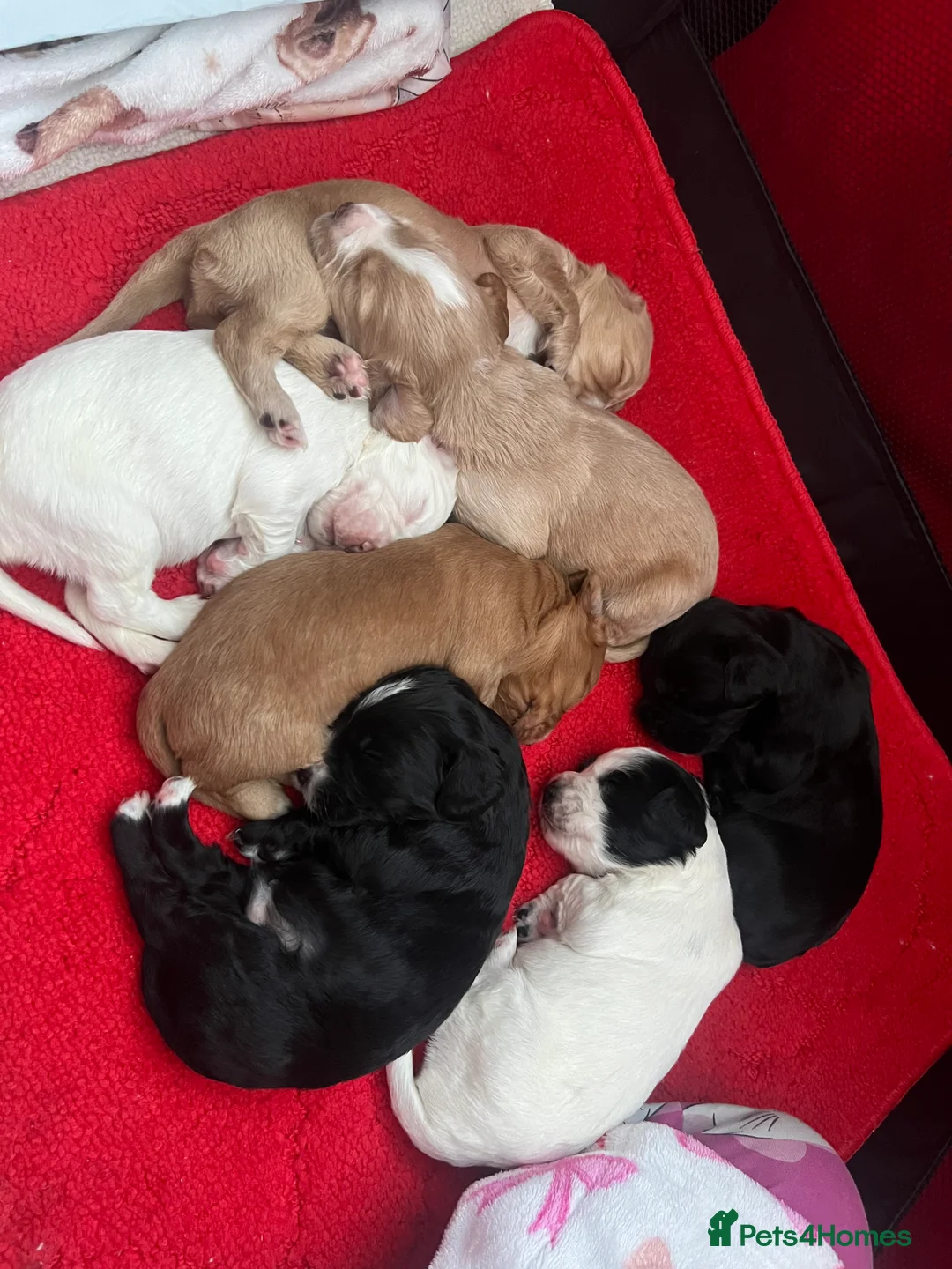 Cocker Spaniel dogs for sale: Working cocker spaniel puppies - Advert 2