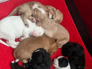 Cocker Spaniel dogs Working cocker spaniel puppies - Advert 12