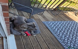 Mixed Breed dogs for sale: Niya 9 month old neopolitan mastiff x cano corsa  - Image 6