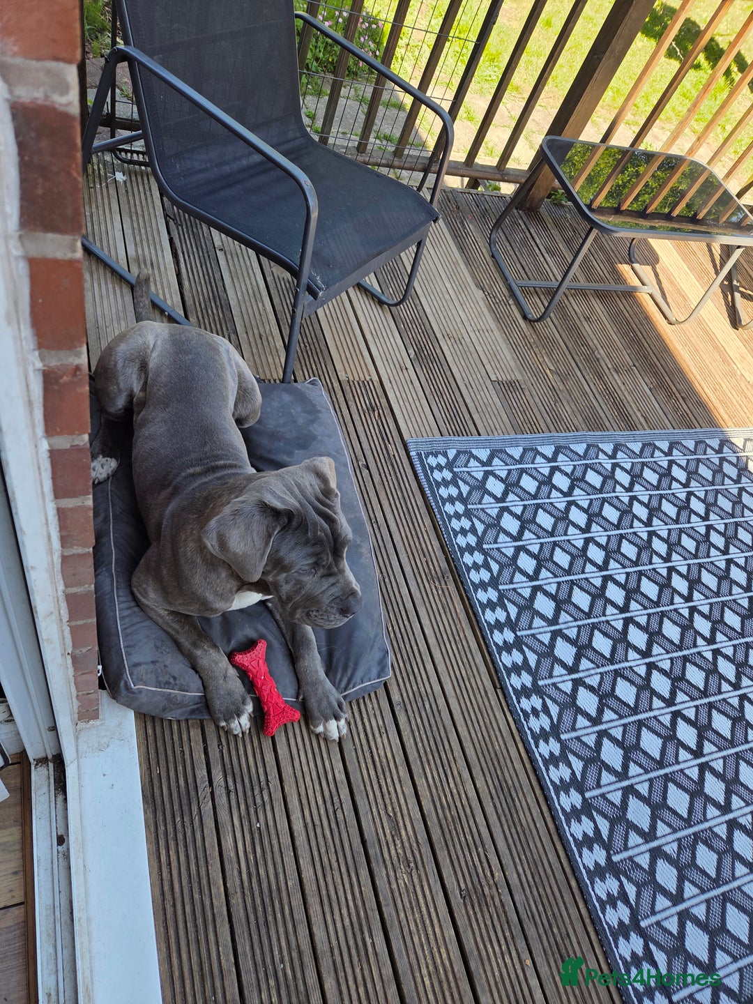 Mixed Breed dogs for sale: Niya 9 month old neopolitan mastiff x cano corsa  - Image 6