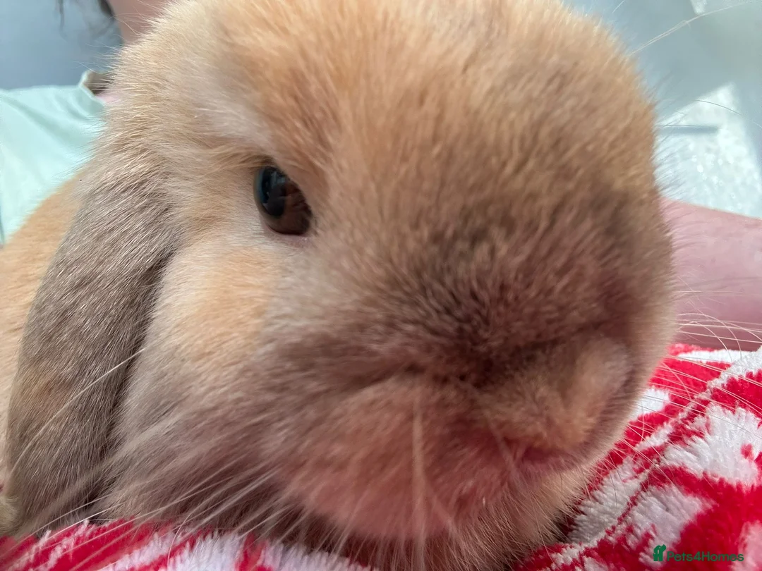 Dwarf Lop rabbits for sale: Holland lop  - Advert 5